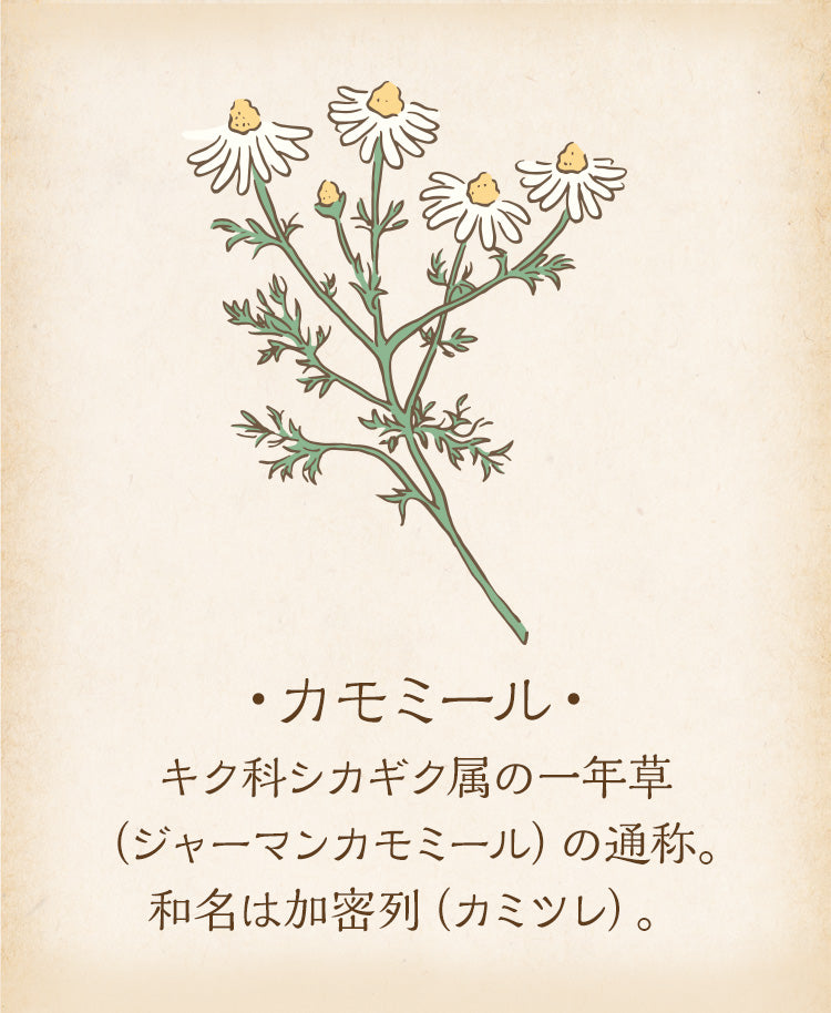 カモミール